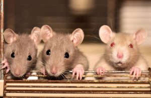 Diseases Caused by Rats