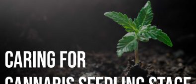 Caring For Cannabis Seedling Stage