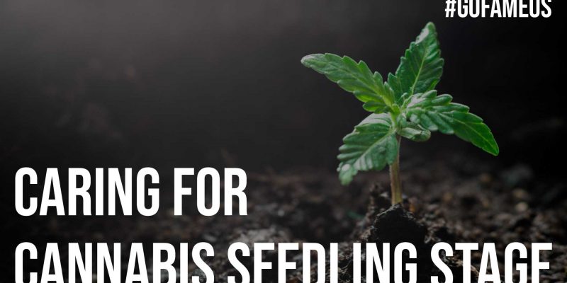 Caring For Cannabis Seedling Stage