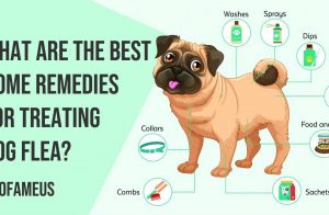What are the Best Home Remedies for Treating Dog Flea?