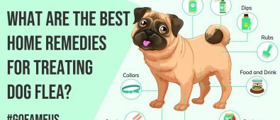 What are the Best Home Remedies for Treating Dog Flea?
