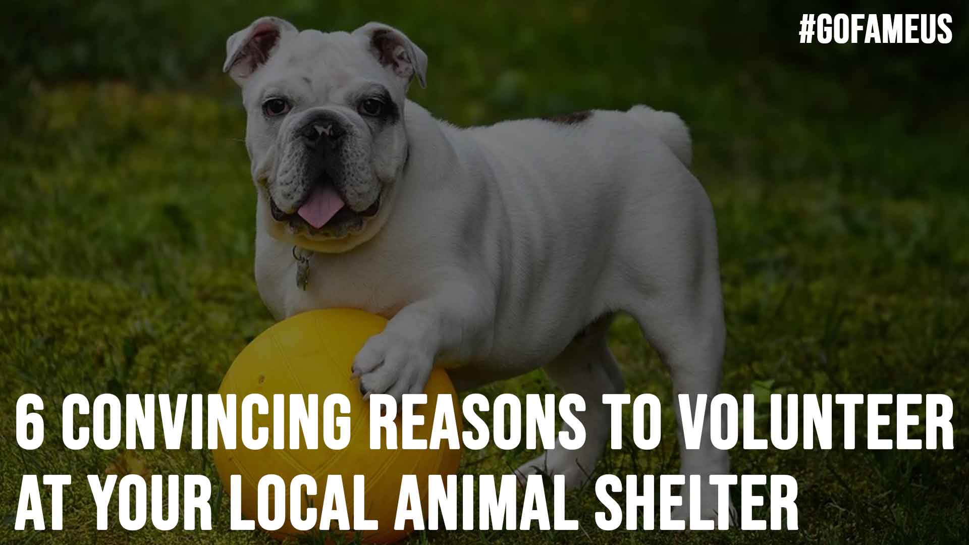 6 Convincing Reasons To Volunteer at Your Local Animal Shelter