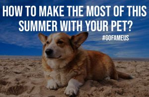 How To Make the Most of This Summer With Your Pet