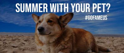 How To Make the Most of This Summer With Your Pet