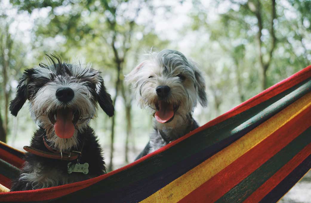 Top Summer Activities for Dogs